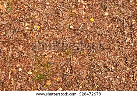 Pine cones, twigs and needles on forest ground