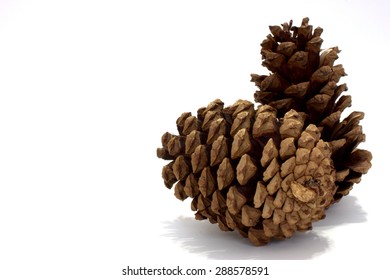 Pine Cones White Background