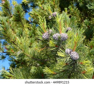 pine cones,cedar cones.
