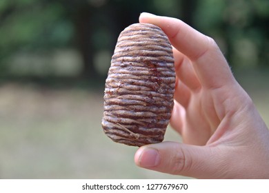 Pine conifer in hand close up