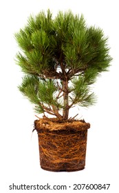 pine Conifer Sapling Tree in the pot isolated on white, with roots