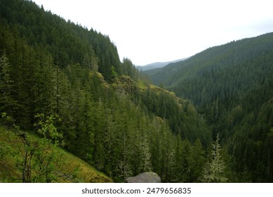 Pine covered mountain range on an overcast day. 