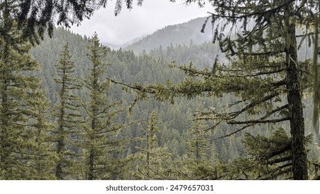 Pine covered mountain range on an overcast day, a screen of clouds passing in front of the far hill, with some pine trees in the foreground, on an overcast day.