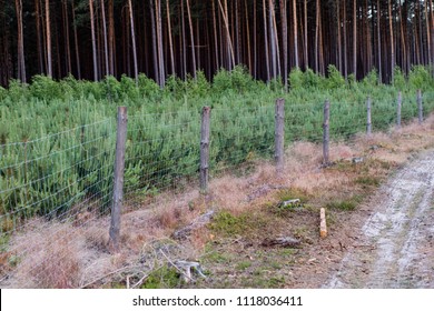 Seedling Pine Images, Stock Photos & Vectors | Shutterstock