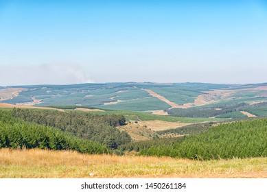 Pine And Eucalyptus Tree Plantation Between Carolina And Badplaas In The Mpumalanga Province Of South Africa