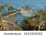 pine fell into a pond, trees after the storm broke and fell into the lake