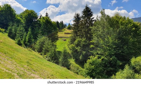 Pine And Fir Trees In Carpathian Mountains Romania