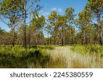 Pine flatwoods habitat at Triple Creek Preserve in Riverview, Florida. Longleaf and slash pines with an understory of saw palmettos and mixed grasses—horizontal.