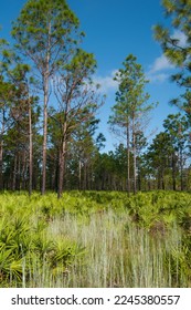 Pine flatwoods at Triple Creek Preserve in Riverview Florida. Longleaf and slash pines with an understory of saw palmettos and mixed grasses.  Vertical color photo. 