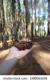 pine flowers are in the hands of a pine tree background