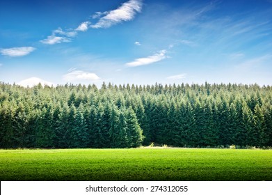 Pine Forest