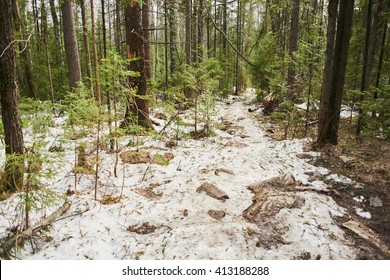 Pine forest