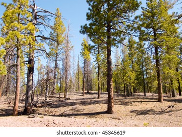 pine forest