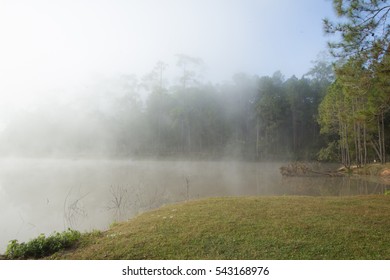 Pine forest