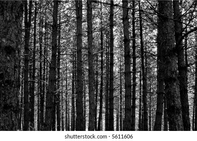 Pine forest