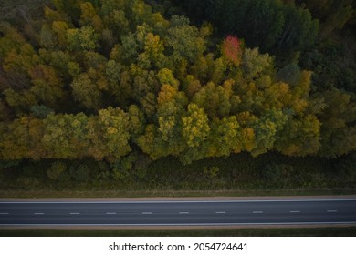 Pine forest from above, fall season, forest road.