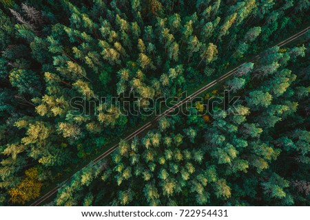 Pine forest from above, fall season, forest road
