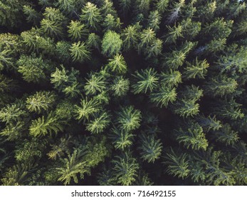 Pine Forest Aerial Shot, Top View Of Green Trees From Drone, Beautiful Landscape