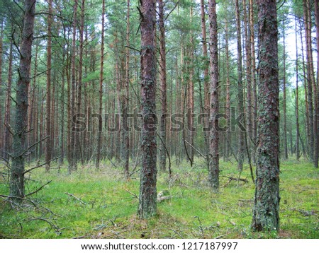 Similar – Image, Stock Photo buy a piece of forest?