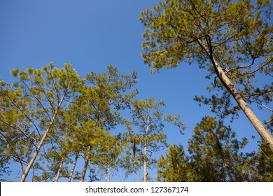 up pine forest, up angle tall pine trees with sunny blue sky