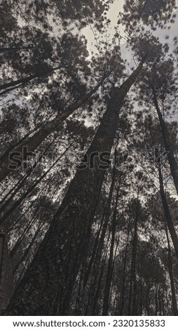 Similar – Image, Stock Photo fairytale forest Summer