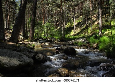 Pine Forest With Babbling Brook.