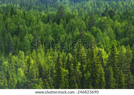 Pine forest background in the summer of Sweden