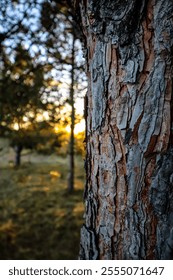 In the pine forest- Pine bark close-up