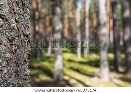 Pine forest with beautiful high pine trees in summer in sunny weather