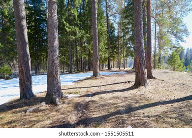Pine forest in the beginning of spring under the snow. Winter landscape with trunk of pine trees in a nice sunny day