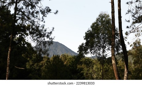 pine forest behind the mountain