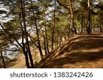 pine forest by the river