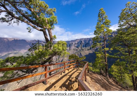 Pine forest at Caldera de Taburiente National Park. Viewpoint La Cumbrecita, La Palma, Canary Island, Spain. Stock photo © 