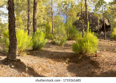 A pine forest in Canary islands