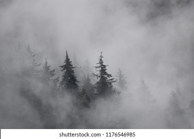 Pine forest in clouds