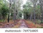 
Pine forest with corridor