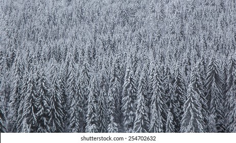 Pine Forest Covered By Snow In A Cold Winter Day.