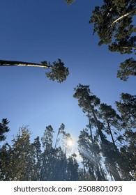 pine forest in the day on the background of the blue sky