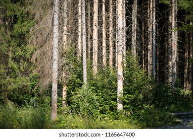 Pine forest devastated be bark beetle infestation.