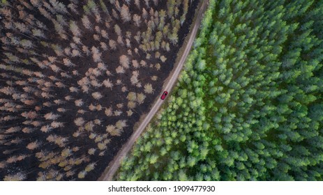 Pine forest with a dirt road and red car.  The road separates the burnt forest from the green forest.	Dead trees after fire.