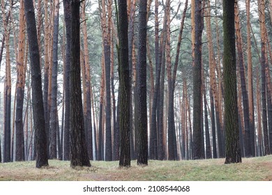 Pine Forest Dry Winter Without Snow