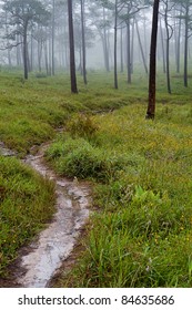 Pine forest in the early morning
