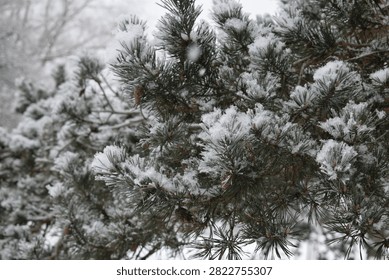 Pine forest edge with deep snow cover under overcast sky during snowfall