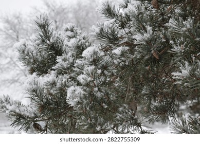 Pine forest edge with deep snow cover under overcast sky during snowfall