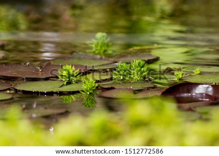 Pine forest emerging from the deep amongs lily waterplants.