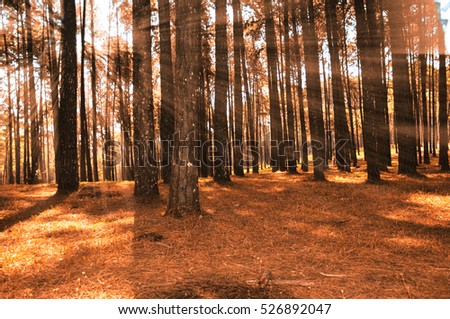 pine forest in evening light with color effect, blurred