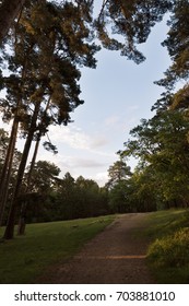 Pine forest in the evening at sunset