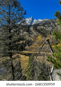 Pine forest in fall with a snow capped mountain in the background on a clear Autumn Day
