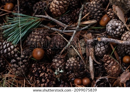 Pine forest floor in autumn with mushrooms and pinecones