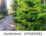 Pine forest footpath with closeup of tree in Thomas Lakes Hike in Mt Sopris, Carbondale, Colorado on sunny day